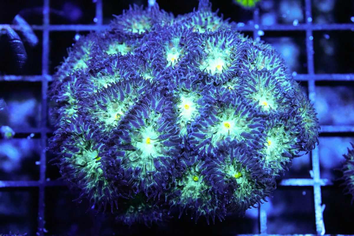 Primal Life Blasto Merletti Mini Colony