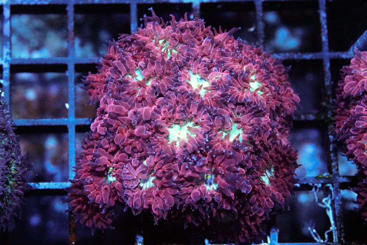 Frostfire Blasto Merletti Mini Colony
