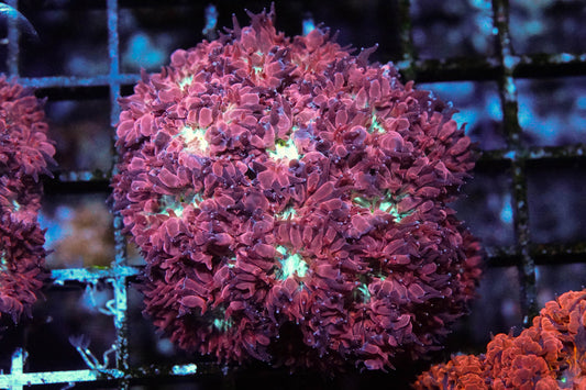 Frostfire Blasto Merletti Mini Colony