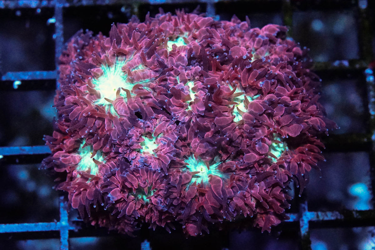 Frostfire Blasto Merletti Mini Colony