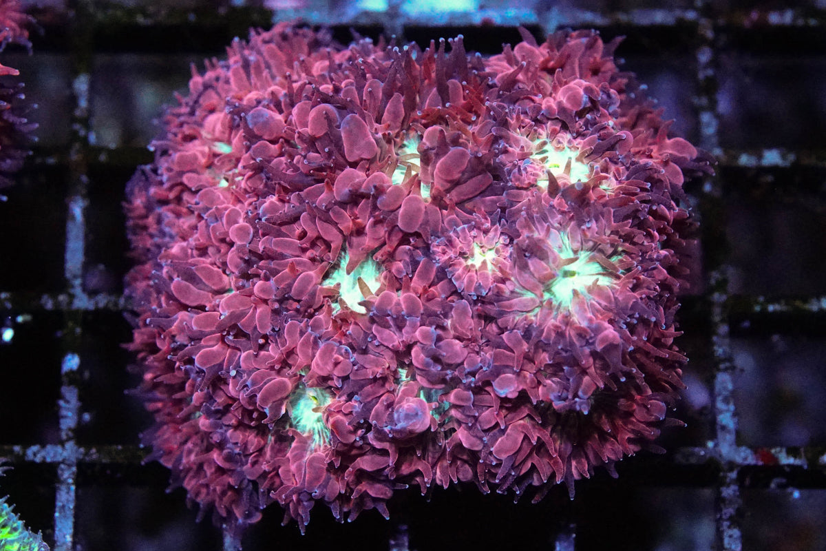 Frostfire Blasto Merletti Mini Colony