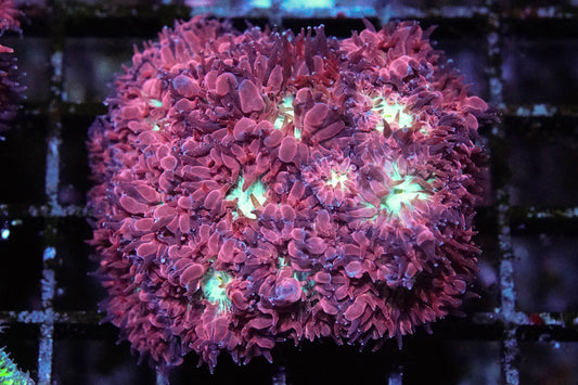Frostfire Blasto Merletti Mini Colony
