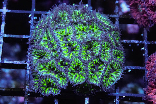 Green Goblin Blasto Merletti Mini Colony