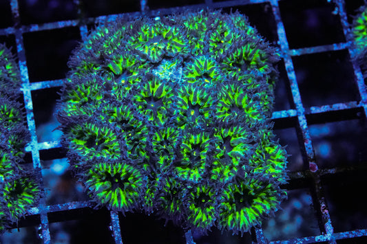 Green Goblin Blasto Merletti Mini Colony