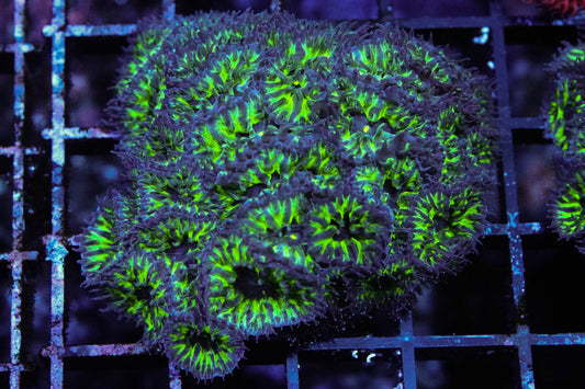 Green Goblin Blasto Merletti Mini Colony