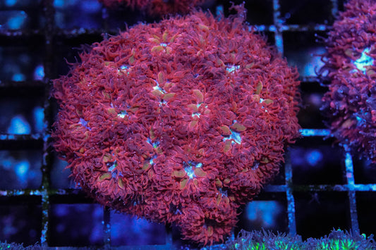 Blue Raven Blasto Merletti Mini Colony