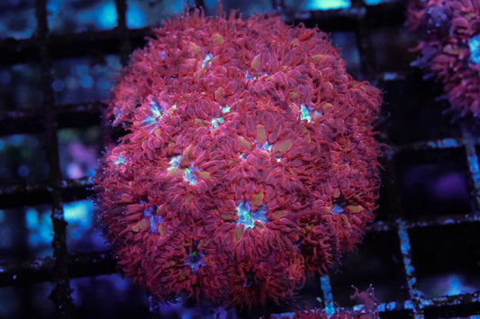 Blue Raven Blasto Merletti Mini Colony