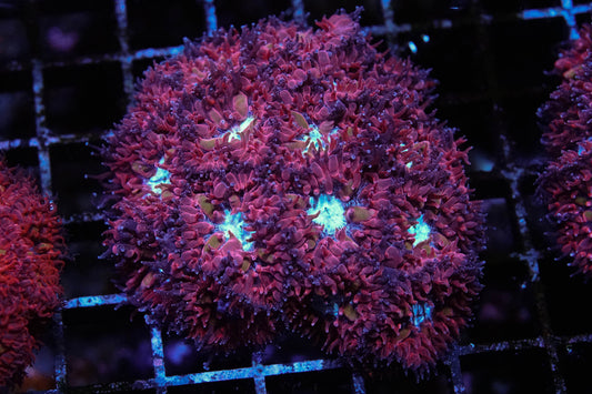 Arctic Blast Blasto Merletti Mini Colony