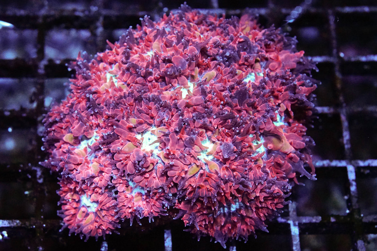 Arctic Blast Blasto Merletti Mini Colony