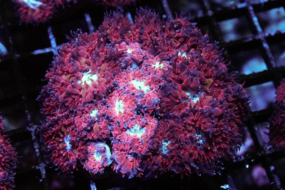 Arctic Blast Blasto Merletti Mini Colony