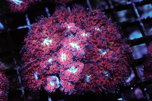 Arctic Blast Blasto Merletti Mini Colony