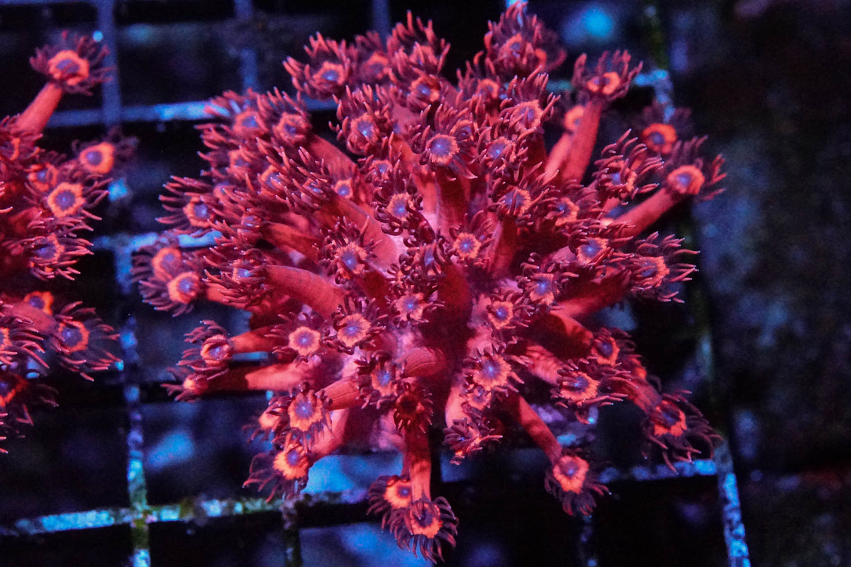 Hot Pink Blue Eyed Goniopora