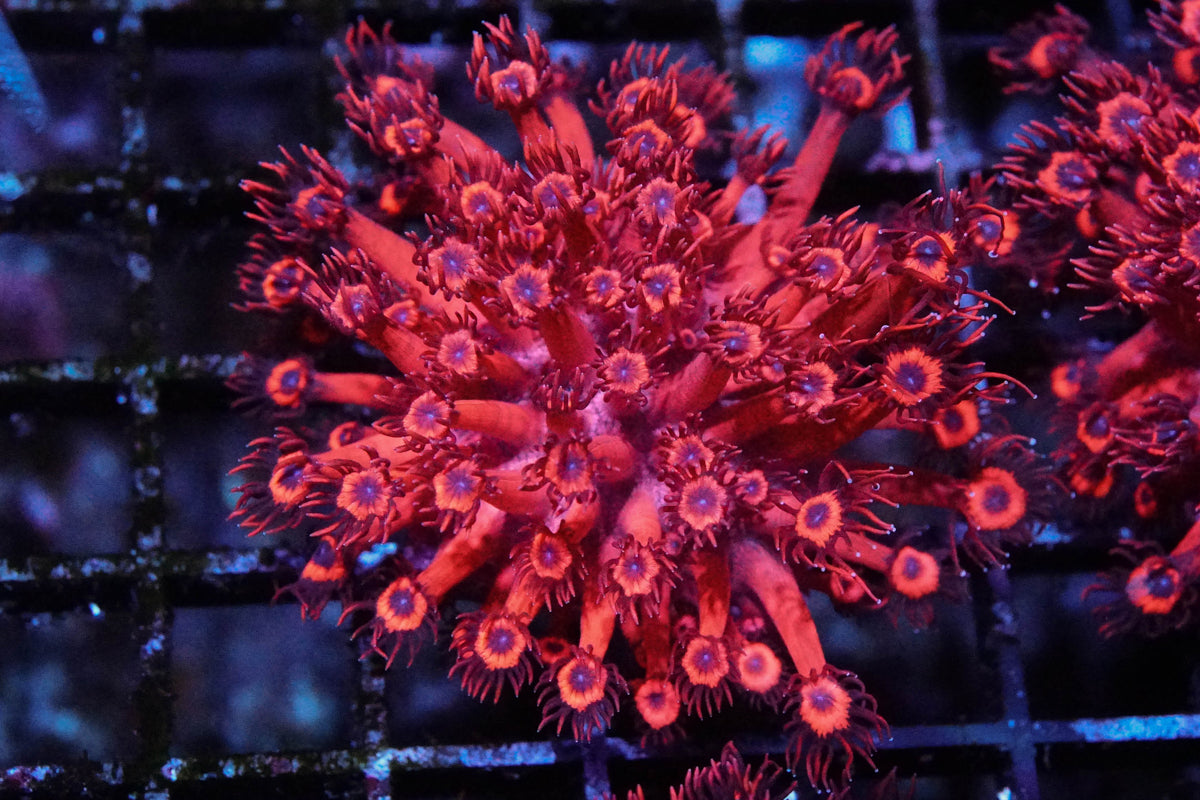 Hot Pink Blue Eyed Goniopora