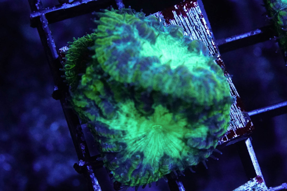 Radioactive Blasto