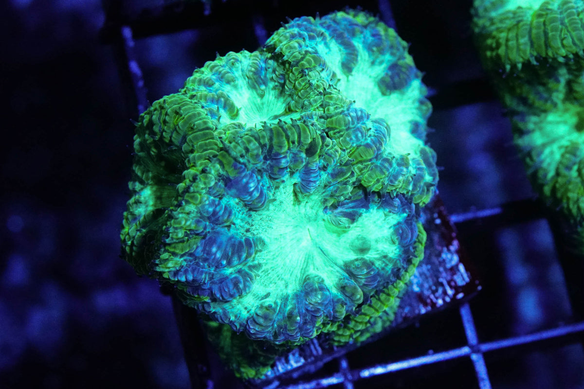 Radioactive Blasto