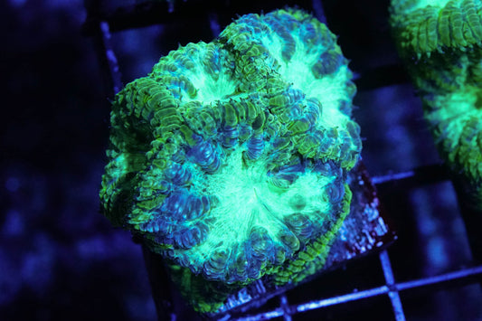 Radioactive Blasto