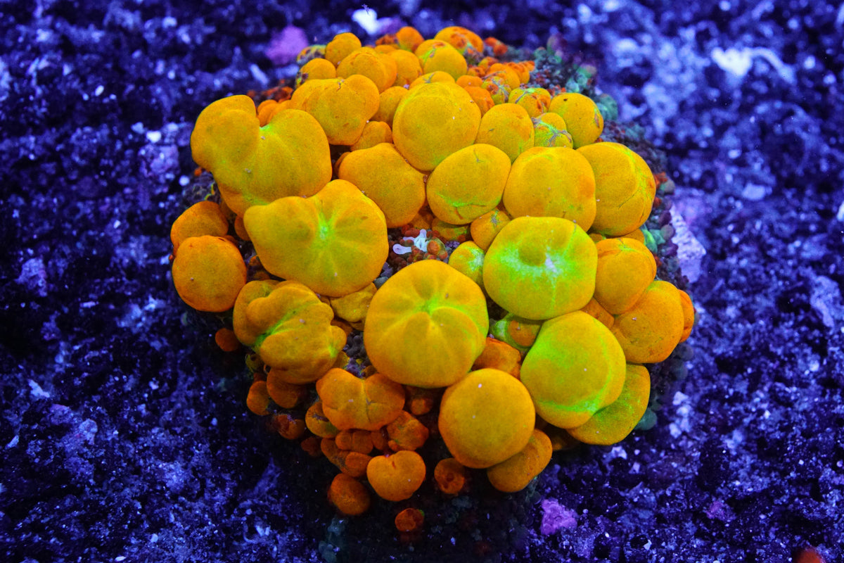 OG Bounce Mushroom