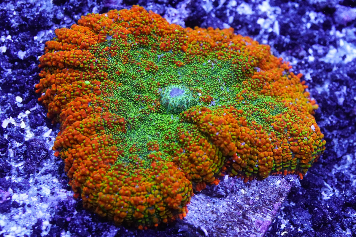 Orange and Green Rhodactis Mushroom