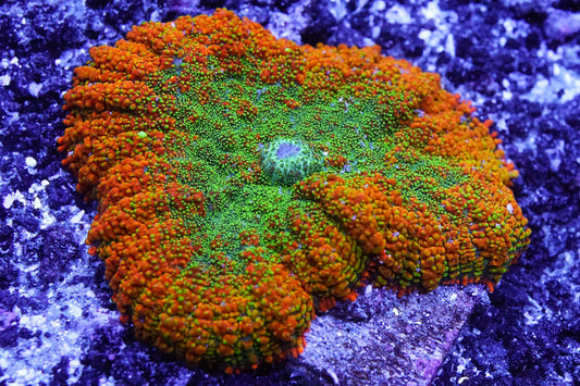 Orange and Green Rhodactis Mushroom