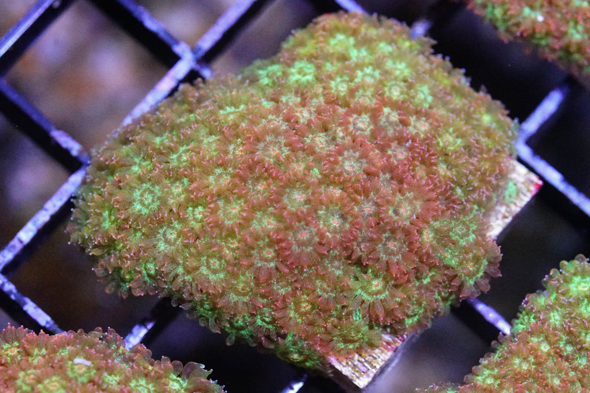 Golden Yellow Bernardpora/Micro Goniopora
