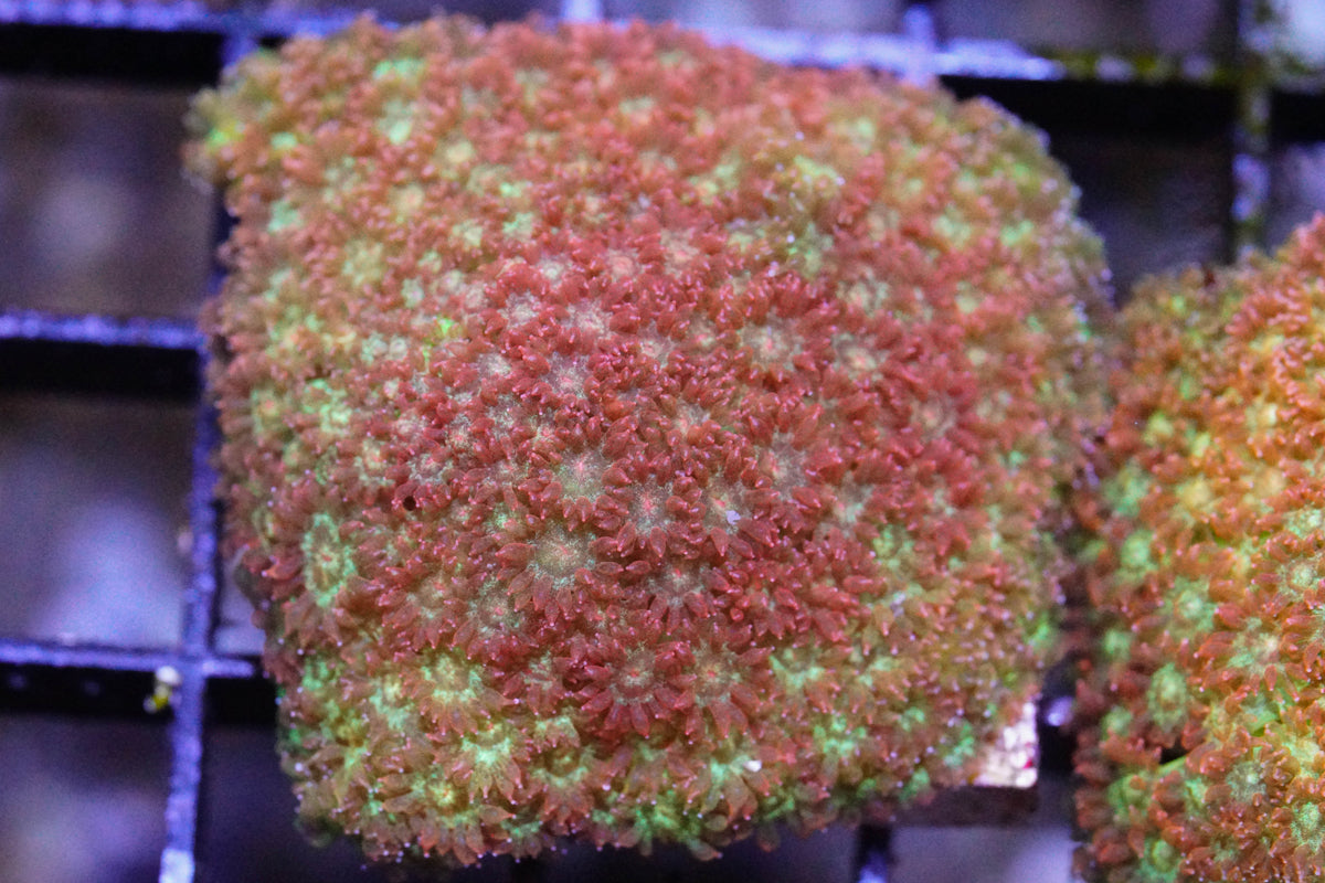 Golden Yellow Bernardpora/Micro Goniopora