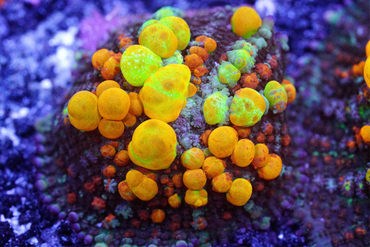 OG Bounce Mushroom