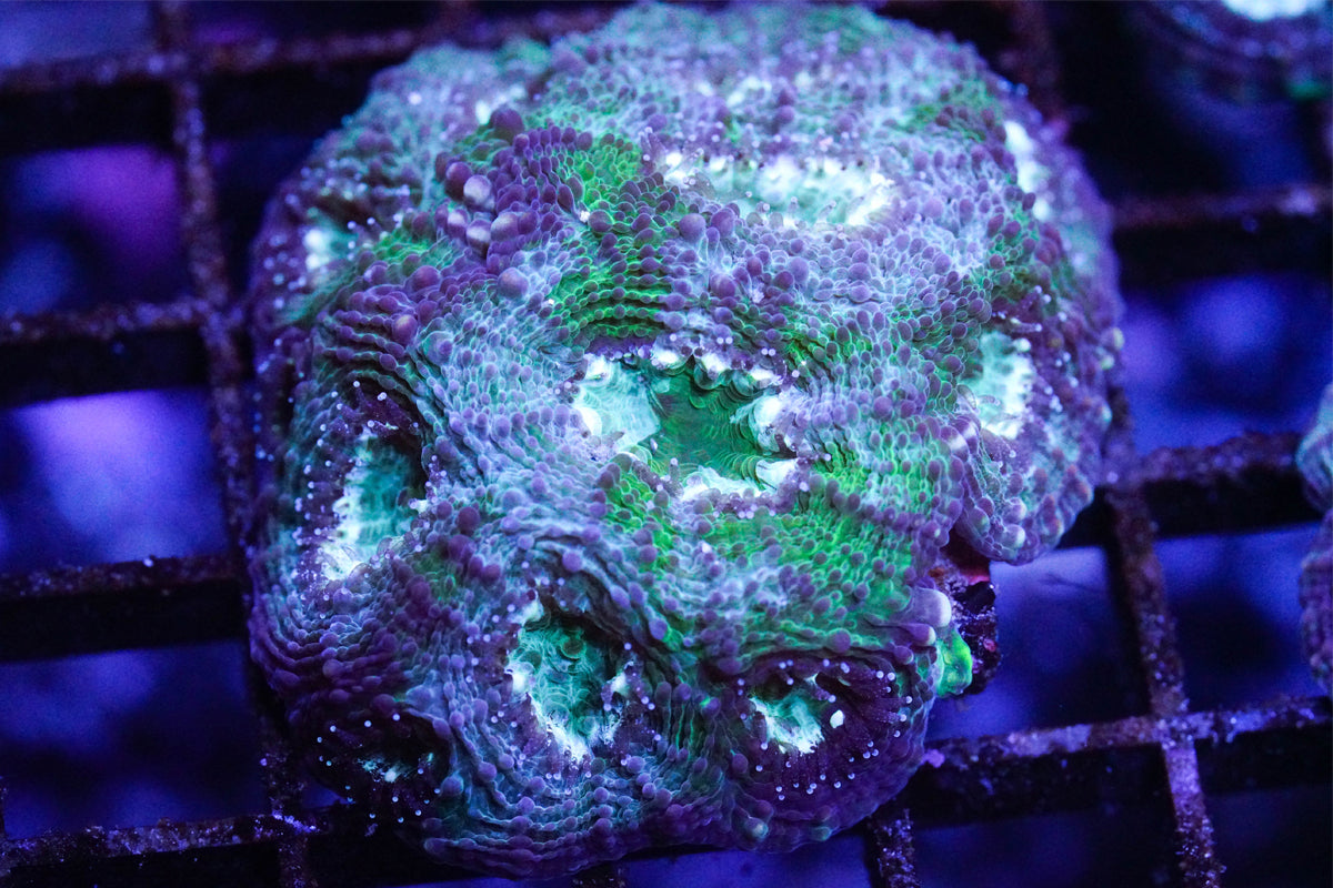 Blue Earth Acan Echinata