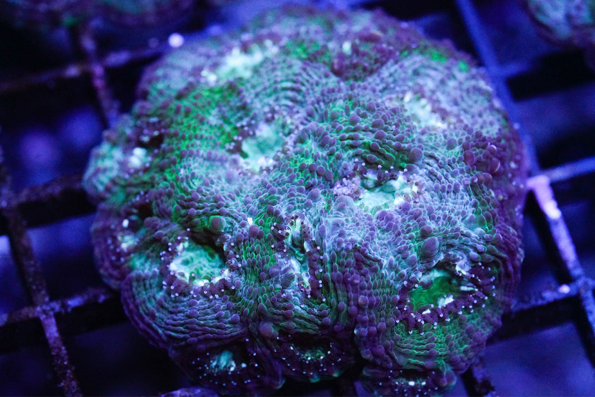 Blue Earth Acan Echinata