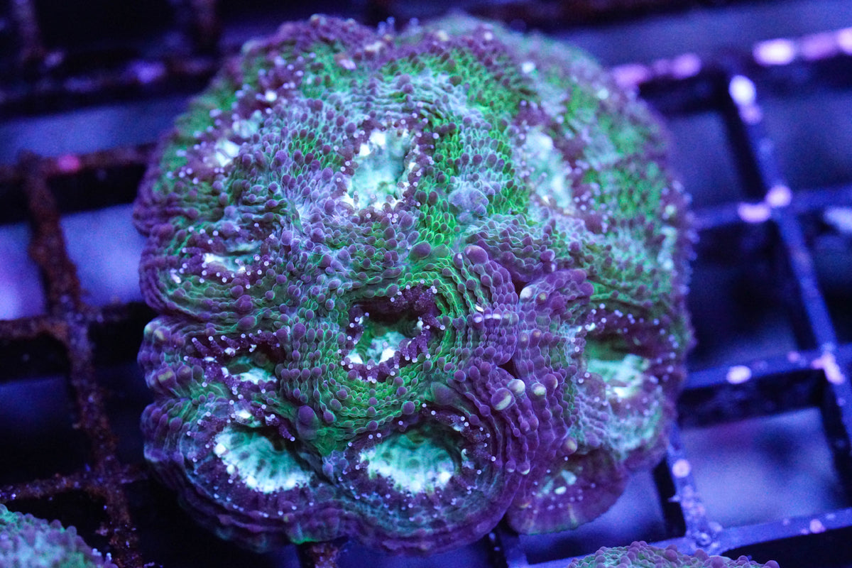 Blue Earth Acan Echinata