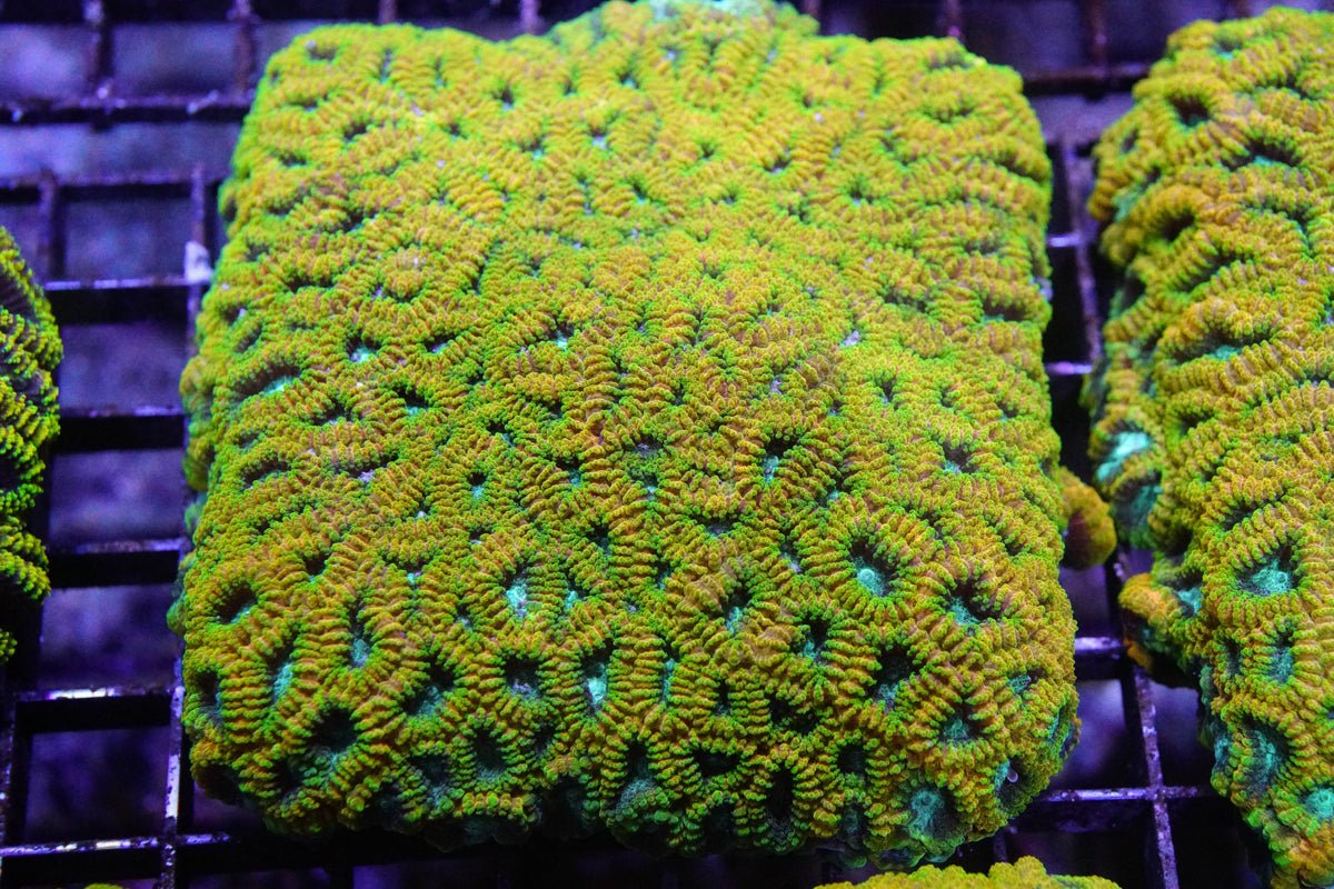 Favia of the Gods Mini Colony 3in Tile